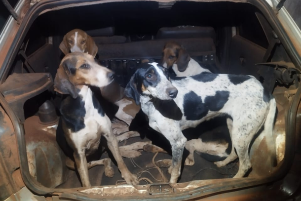 Os c&atilde;es s&atilde;o geralmente utilizados nesse tipo de atividade para localizar os javalis e realizar a captura e imobiliza&ccedil;&atilde;o da presa at&eacute; a chegada dos ca&ccedil;adores