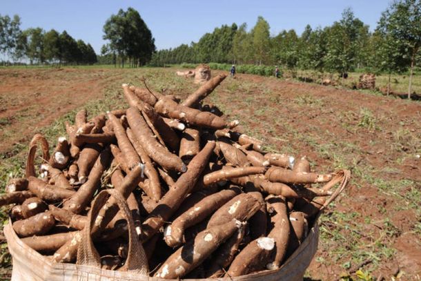 Arrendamentos para mandioca elevam pre&ccedil;o do alqueire a at&eacute; R$ 180 mil e impulsionam VBP agropecu&aacute;rio a mais de R$ 1 bilh&atilde;o