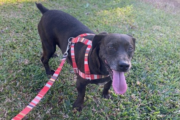  Segundo o tutor, Igor, ele passou todo o dia procurando pelo animal, mas, at&eacute; o momento, n&atilde;o conseguiu encontr&aacute;-lo