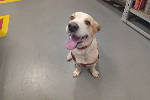 Quem souber quem &eacute; o respons&aacute;vel pelo animal pode comparecer diretamente ao Shopping Palladium ou entre em contato pelo telefone