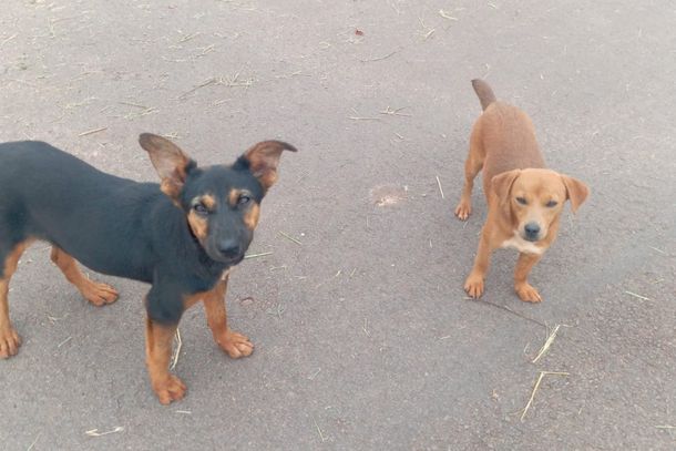 Elas est&atilde;o na Rua C&iacute;cero Bezerra, perto do Hospital Veterin&aacute;rio da Unipar, em frente a uma resid&ecirc;ncia que est&aacute; no in&iacute;cio da constru&ccedil;&atilde;o