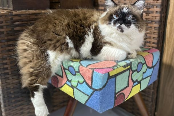 Luna &eacute; uma gata de porte m&eacute;dio, com olhos azuis e focinho preto com manchas brancas e cinza
