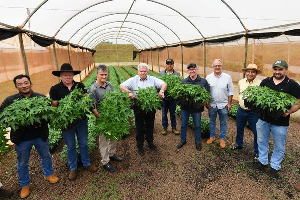 Nesta ter&ccedil;a-feira (1&ordm;), a Prefeitura distribuiu 7 mil mudas de mam&atilde;o formosa, da variedade Bela Nova, a produtores rurais de Umuarama