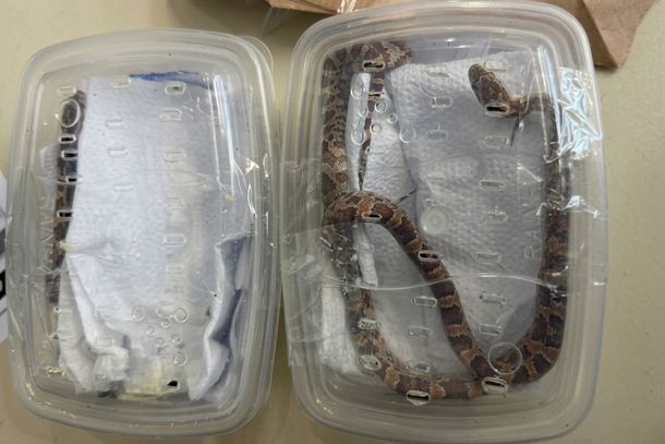 As cobras, localizadas anteriormente na unidade dos Correios de Camb&eacute;, haviam sido despachadas de Umuarama