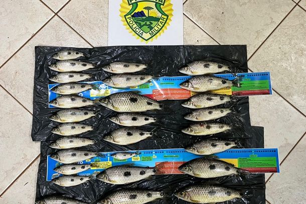 Durante a vistoria, a equipe localizou 30 peixes da esp&eacute;cie piau-tr&ecirc;s-pintas, que, juntos, pesaram 8,226 quilos