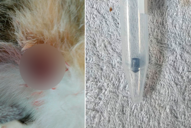 Montagem re&uacute;ne imagens de dois epis&oacute;dios relatados pela tutora; causa da morte de uma das gatas ainda aguarda esclarecimento.
