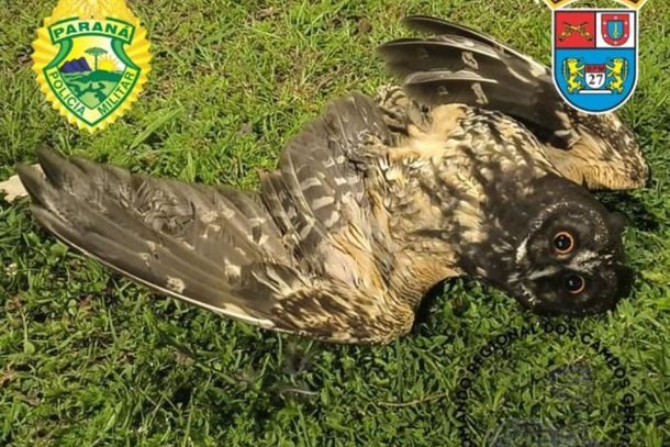 PM realiza resgate de animal silvestre no Distrito de S&atilde;o Crist&oacute;v&atilde;o