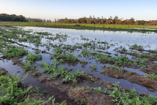 El Ni&ntilde;o: veja medidas para proteger a produ&ccedil;&atilde;o rural das chuvas