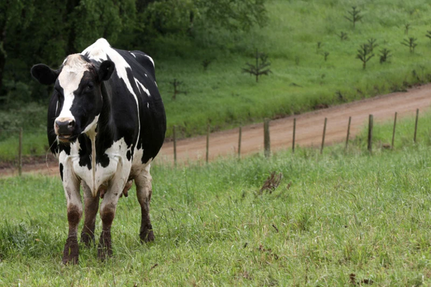 Pol&iacute;cia investiga suspeita de furto de gado ap&oacute;s parte de animal ser encontrada 