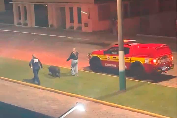 V&Iacute;DEO: Porquinha Maju &eacute; resgatada e chama a aten&ccedil;&atilde;o em Irine&oacute;polis