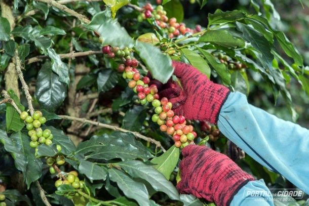 Caf&eacute; &eacute; o produto mais exportado em Vargem Grande do Sul