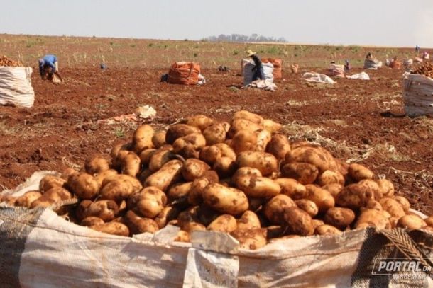 Agro: safra da batata impulsiona empregos e faz Vargem Grande do Sul liderar gera&ccedil;&atilde;o de vagas na regi&atilde;o