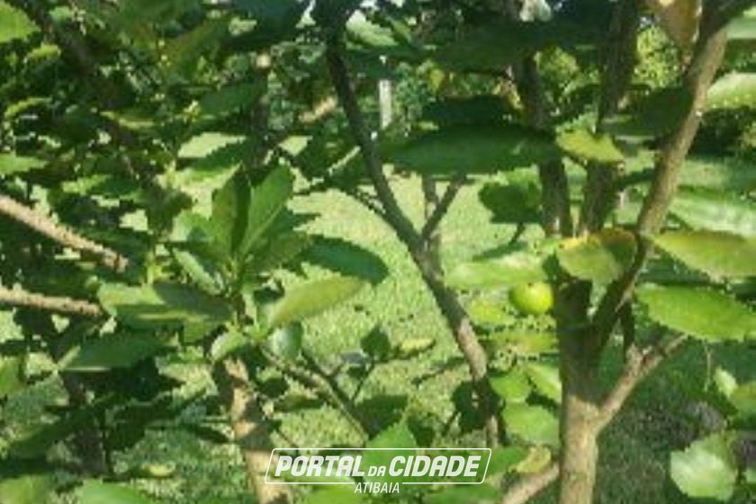 Ch&aacute;cara &agrave; venda - 1000m&sup2; - Ch&aacute;caras Maring&aacute;