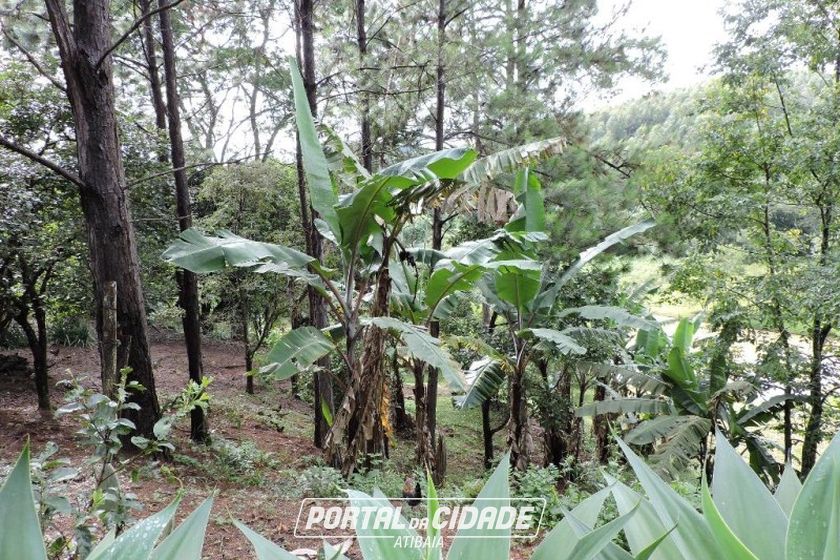S&iacute;tio &agrave; venda - 200m&sup2; - CAMPO LARGO