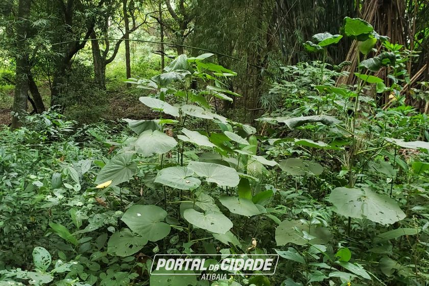 Terreno &agrave; venda - 980m&sup2; - ATIBAIA BELVEDERE
