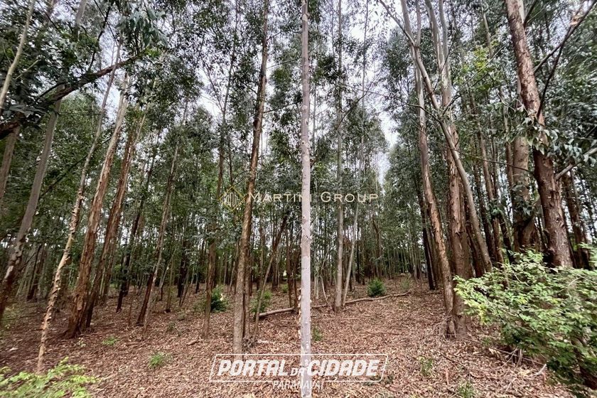 Ch&aacute;cara &agrave; venda - 10000m&sup2; - Jardim Videira
