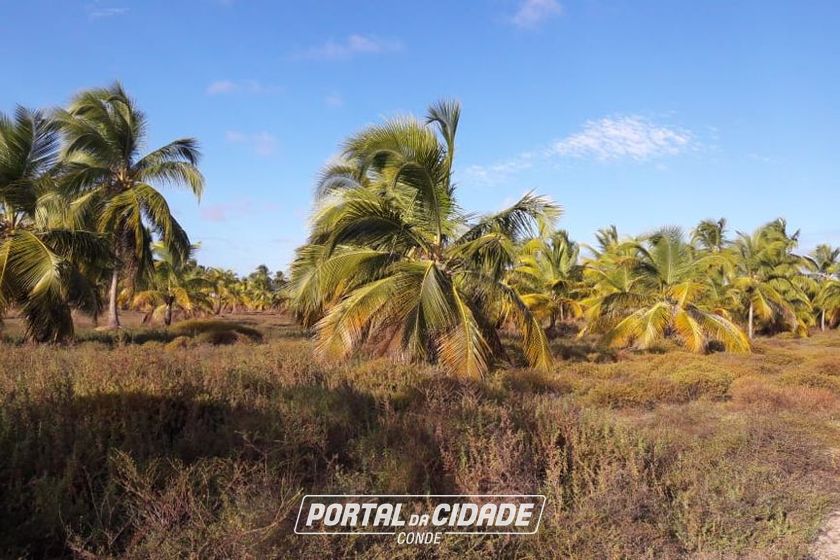 Fazenda &agrave; venda - 130000m&sup2; - Sitio do Conde