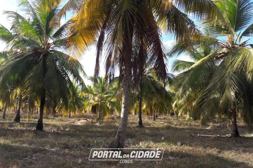 Fazenda &agrave; venda - 130000m&sup2; - Sitio do Conde