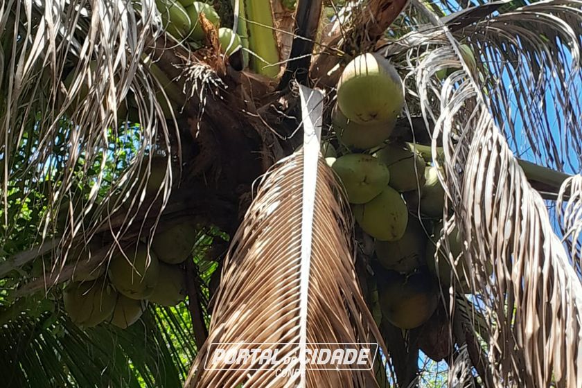 Fazenda &agrave; venda - 47m&sup2; - Centro