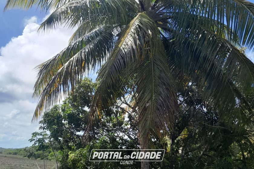 Fazenda &agrave; venda - 47m&sup2; - Centro