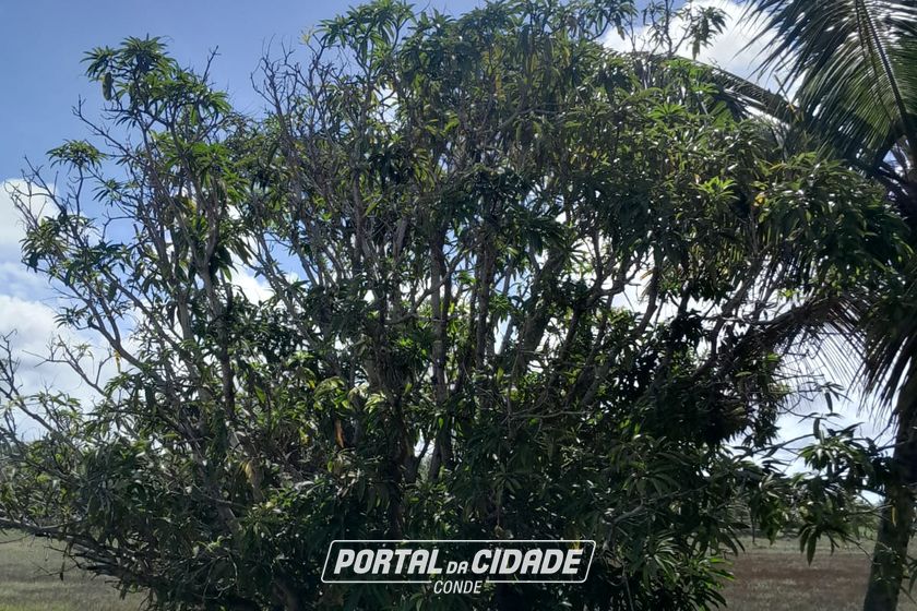 Fazenda &agrave; venda - 47m&sup2; - Centro