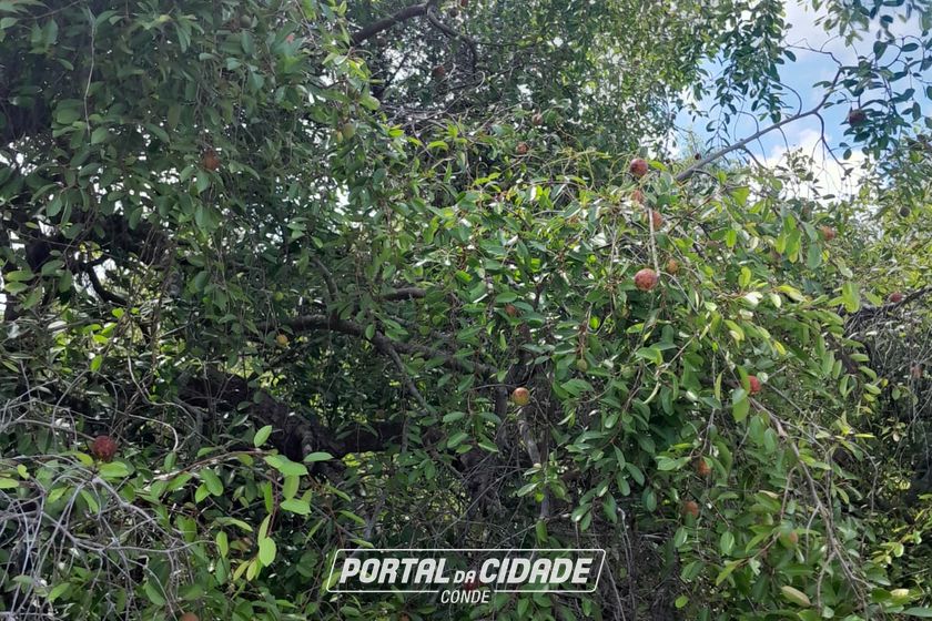 Fazenda &agrave; venda - 47m&sup2; - Centro