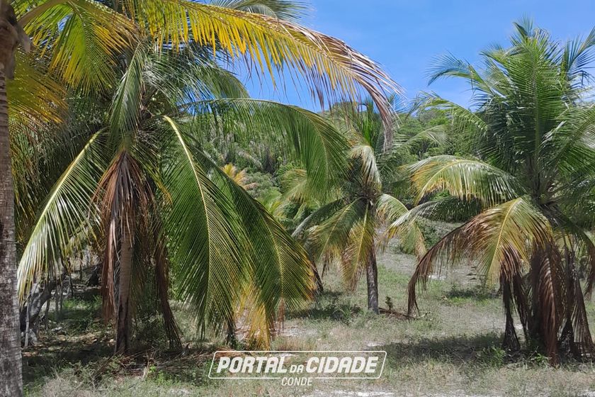 Fazenda &agrave; venda - 47m&sup2; - Centro