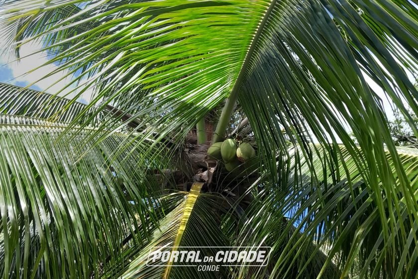 Fazenda &agrave; venda - 47m&sup2; - Centro