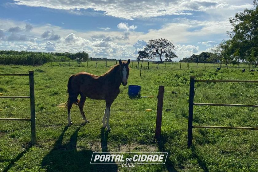 Fazenda &agrave; venda - 86684m&sup2; - Afligidos