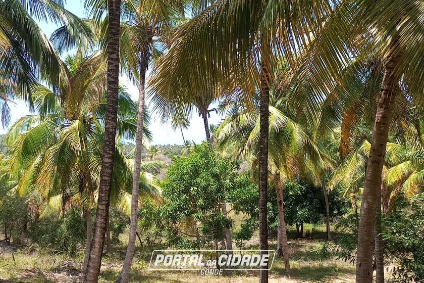 Ch&aacute;cara &agrave; venda - 60m&sup2; - Riacho Seco