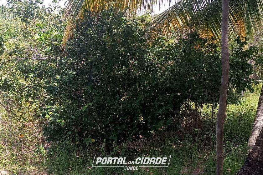 Ch&aacute;cara &agrave; venda - 60m&sup2; - Riacho Seco