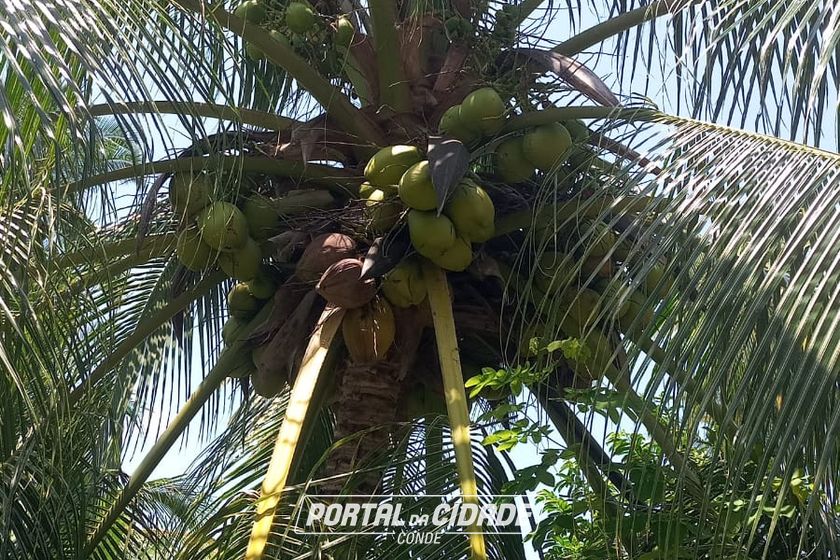 Ch&aacute;cara &agrave; venda - 60m&sup2; - Riacho Seco