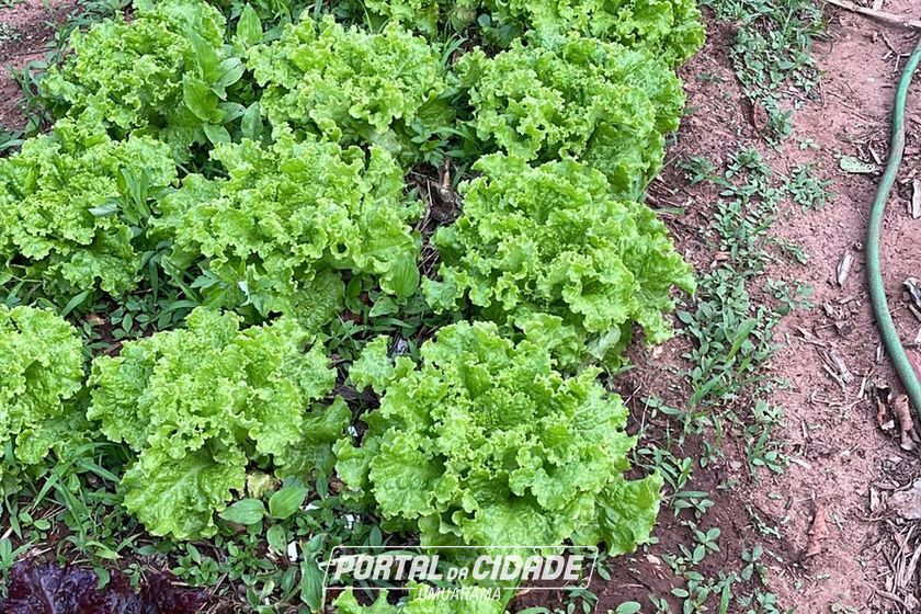 Ch&aacute;cara &agrave; venda - Rod. Henio Romagnoli