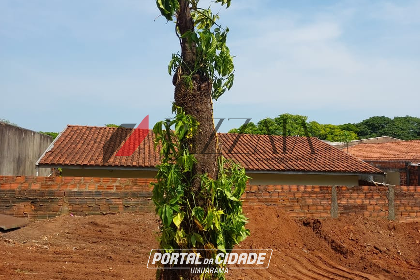 Terreno &agrave; venda - 525m&sup2; - Zona VI