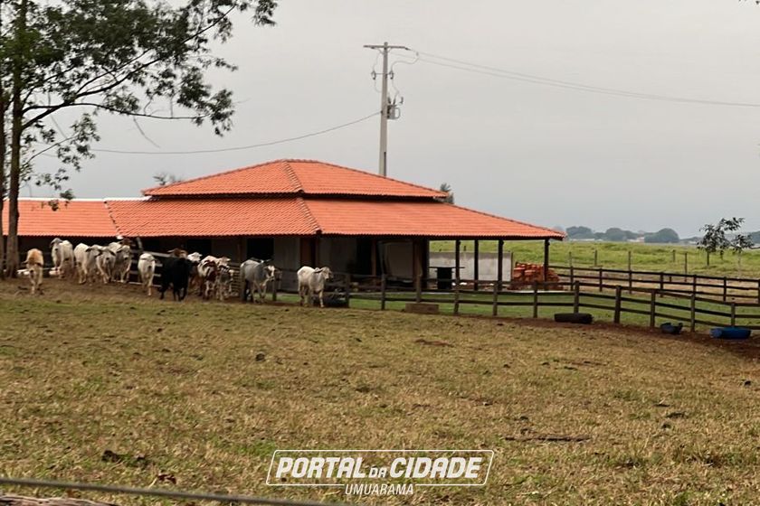 Ch&aacute;cara &agrave; venda - 20000m&sup2; - Estrada  Jaborandi