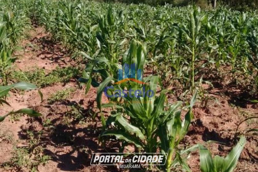 Ch&aacute;cara &agrave; venda - 5000m&sup2; - &Aacute;rea Rural de Umuarama