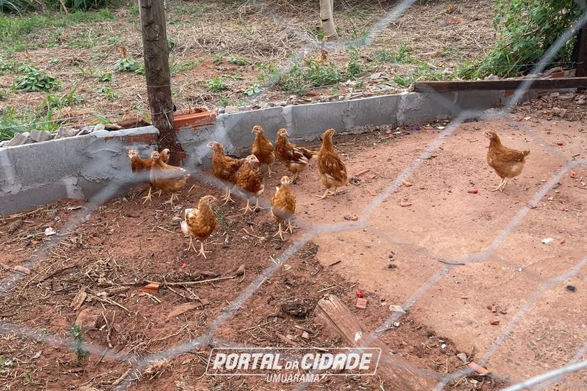 Ch&aacute;cara &agrave; venda - Rod. Henio Romagnoli