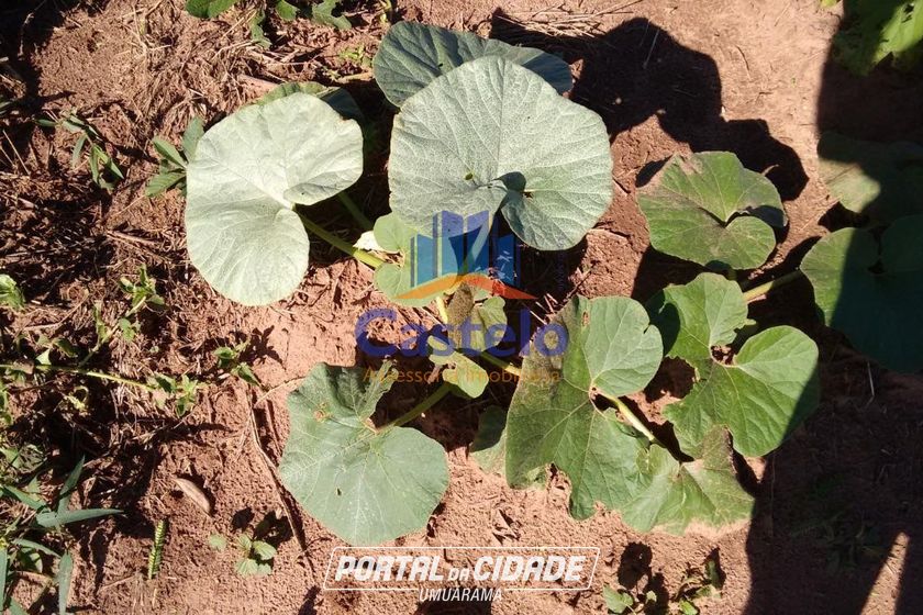 Ch&aacute;cara &agrave; venda - 5000m&sup2; - &Aacute;rea Rural de Umuarama