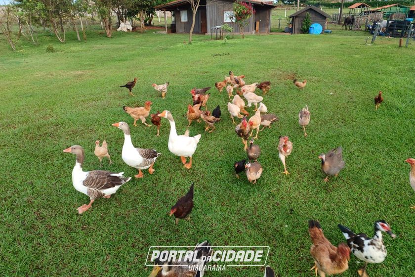 Ch&aacute;cara &agrave; venda - 20m&sup2; - Estrada Jaborandi
