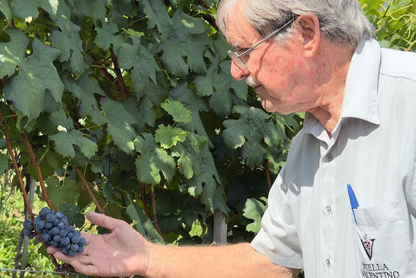 Dia Mundial do Vinho: tradição e ciência impulsionam negócio sustentável no Sul de Minas