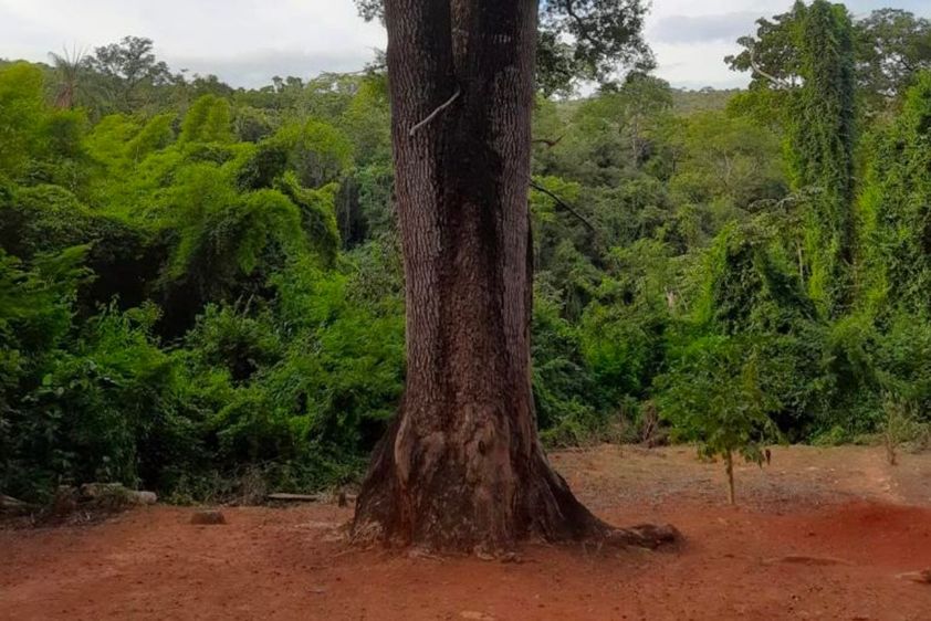 Meio Ambiente – Prefeitura Municipal de Jequitibá