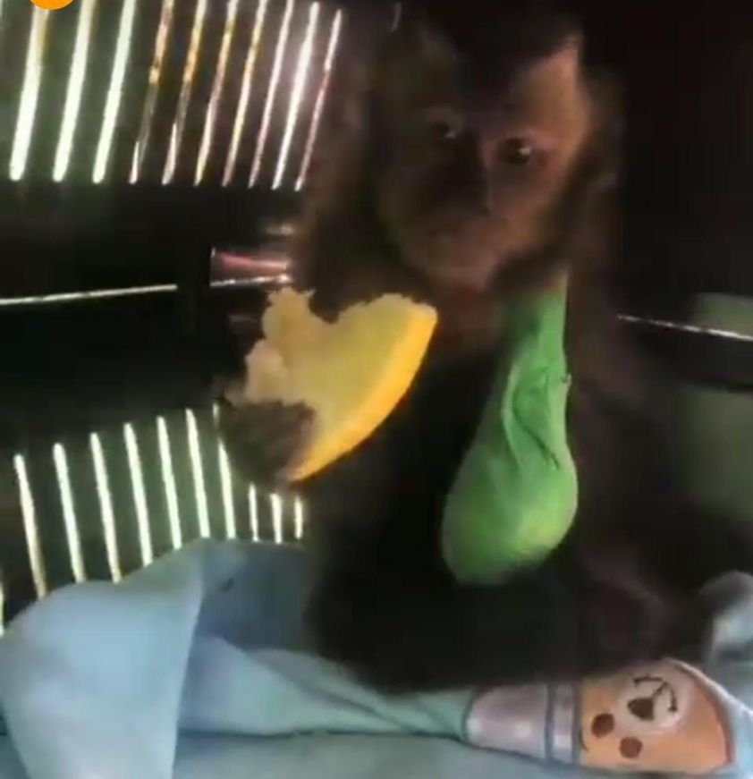 Macaco-prego ferido é resgatado pelo IAT de Cianorte e se recupera