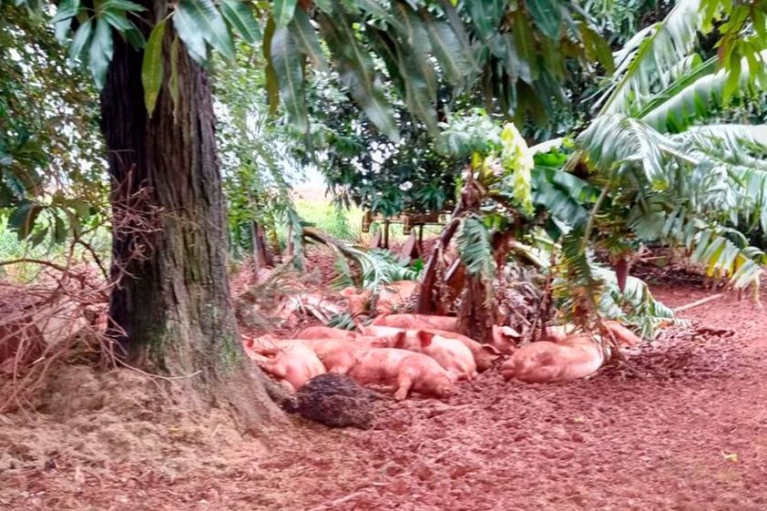 Chiqueirão é destruído por temporal no interior; prejuízo é estimado em R$ 1,5 milhão
