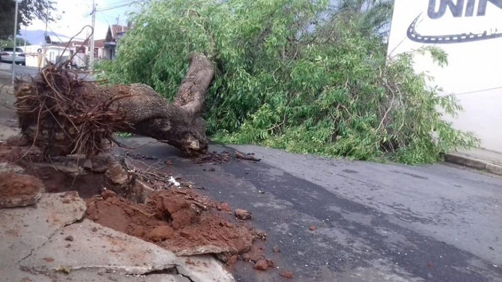 Chuvarada de quinta-feira provoca inúmeras quedas de árvore e deixa bairros  da capital sem energia - REDE JOTA FM