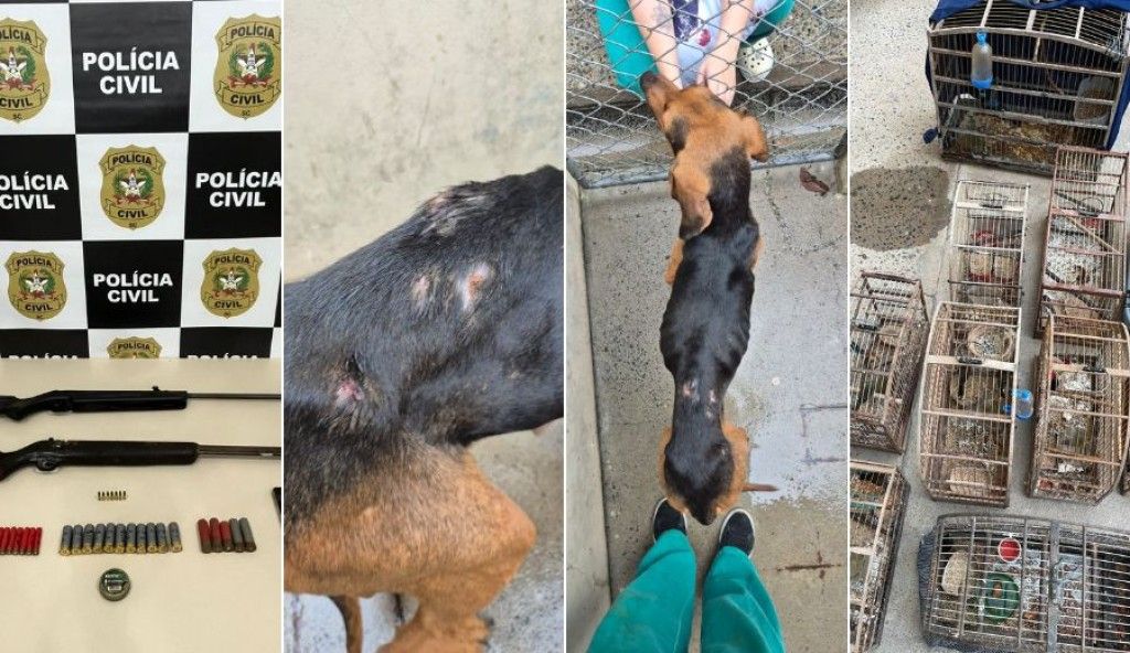 Polícia encontra 12 cães em situação de maus-tratos e dois mortos em