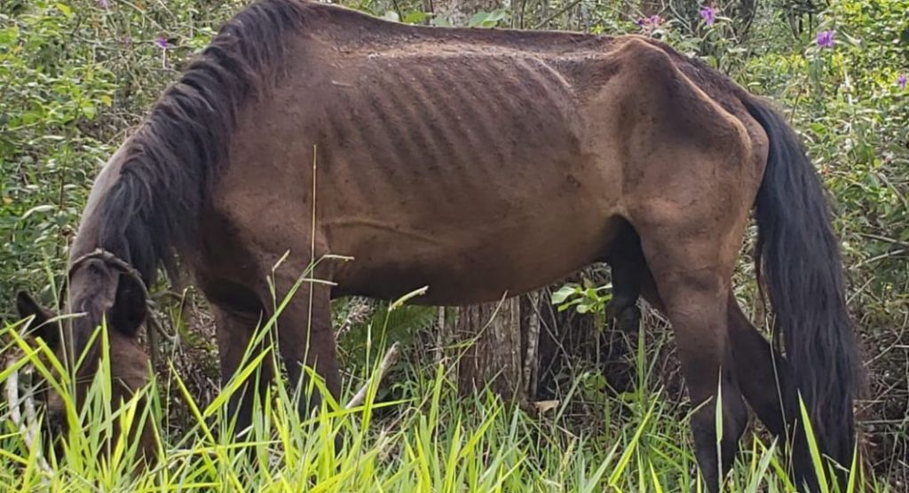 Cavalo abandonado em mata do Poço Fundo morre degolado em acidente