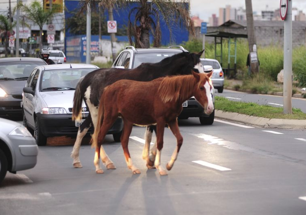 Jovem de 18 anos morre após moto bater em cavalo na região do Campo Belo,  em Campinas