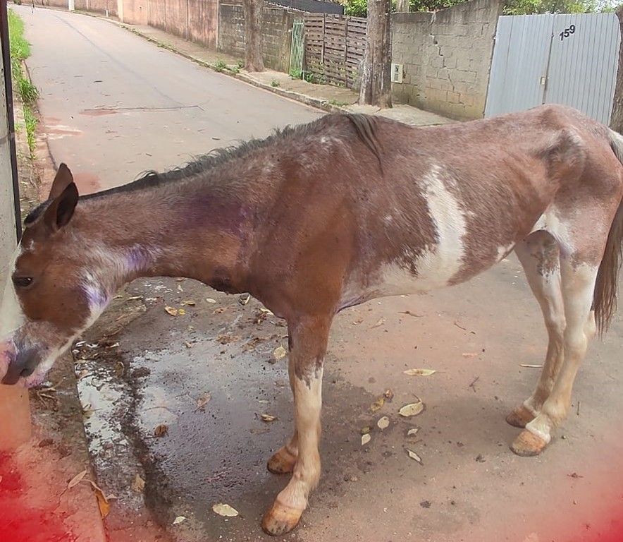 Desnutrido, cavalo é encontrado amarrado em mata do bairro Poço Fundo