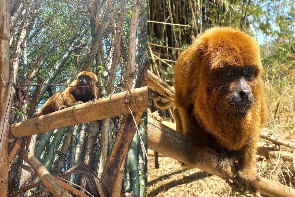 Macaco “Chico” morre atropelado na rodovia entre Douradina e Vila Formosa
