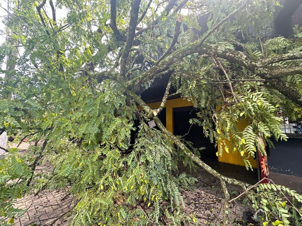 Temporal derruba árvore em Resende, Sul do Rio e Costa Verde